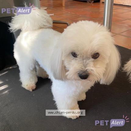 Photo 1/1 Dog reunited Lost in Roquevaire