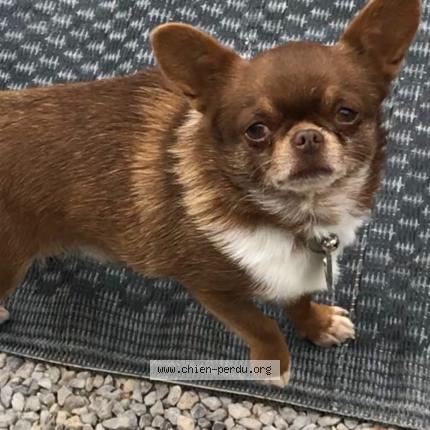 Photo 1/2 Pops Chien lost in Le barcares