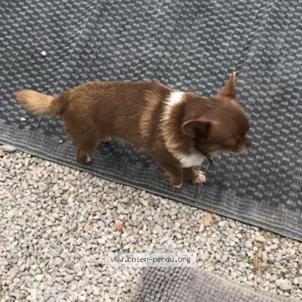 Photo 2/2 Pops Chien lost in Le barcares