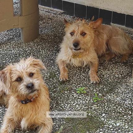 Photo 1/1 Milo Chien lost in Montigny le gannelon