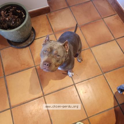 Photo 1/1 CALA Chien lost in Arles