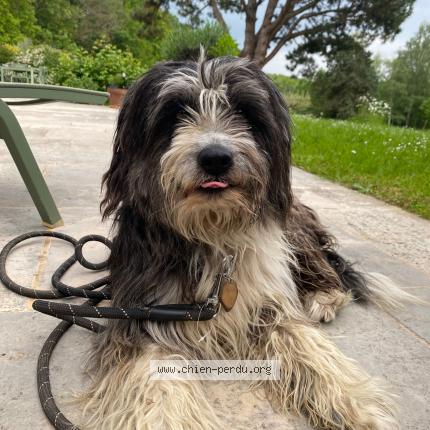 Photo 1/1 Reunited dog Found in La Grange Du Bois Brevieres