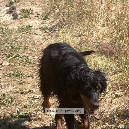 Photo 1/1 Pimpa Chien lost in Caudecoste