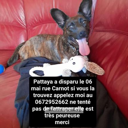 Photo 1/1 Pattaya Chien lost in Pont sur yonne