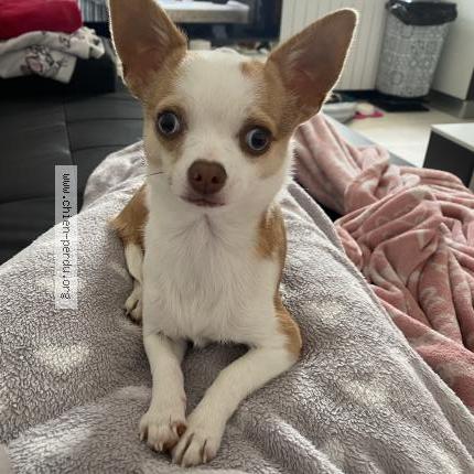 Photo 1/1 Lady Chien lost in Louan