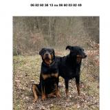 Picture of dog lost at Vivans