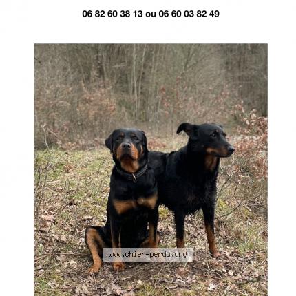 Photo 1/1 Laia Dog lost in Vivans