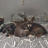 Picture of dog lost at Istres