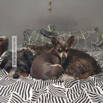 Photo 1/2 Jelly Chien lost in Istres