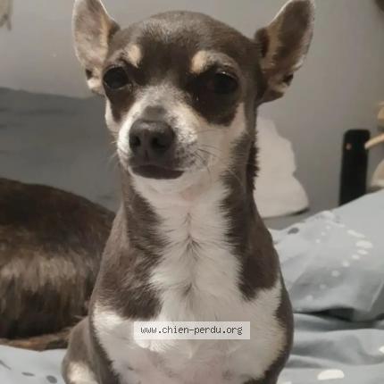 Photo 2/2 Jelly Chien lost in Istres