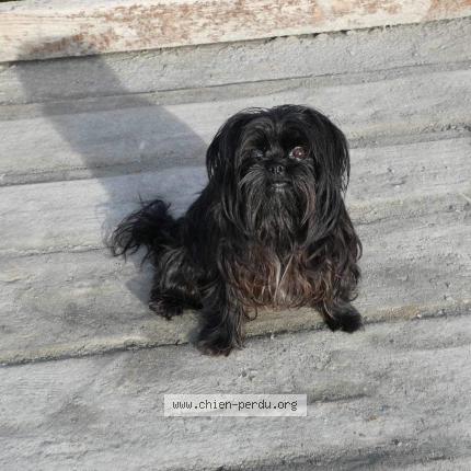 Foto 1/1 Hond teruggevonden Vermist in Herstal