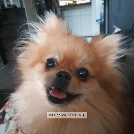 Foto 1/1 Hond teruggevonden Vermist in Bruxelles
