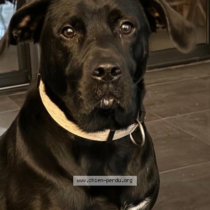 Photo 1/1 Max Chien lost in Montastruc la conseillere ra