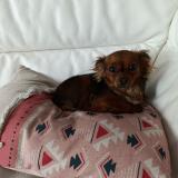 Picture of dog lost at Faulquemont