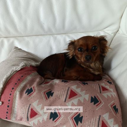 Photo 1/1 Liberty VOLEE Chien lost in Faulquemont