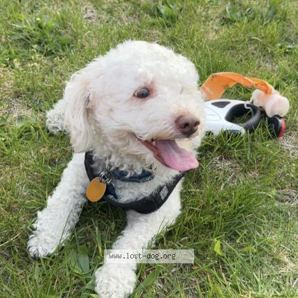 Photo 1/1 Reunited dog Lost in Reading