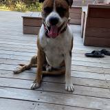 Picture of dog lost at Cargese