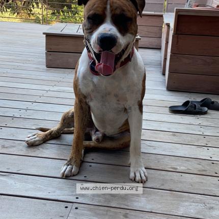 Photo 1/1 Pablo Dog lost in Cargese