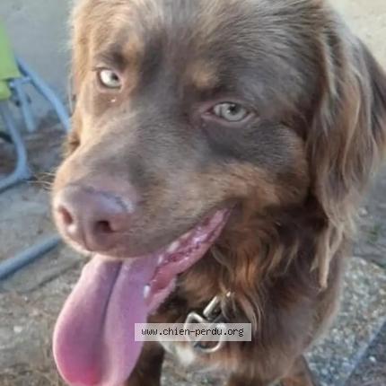 Photo 1/1 Ponpon Chien lost in Carpentras