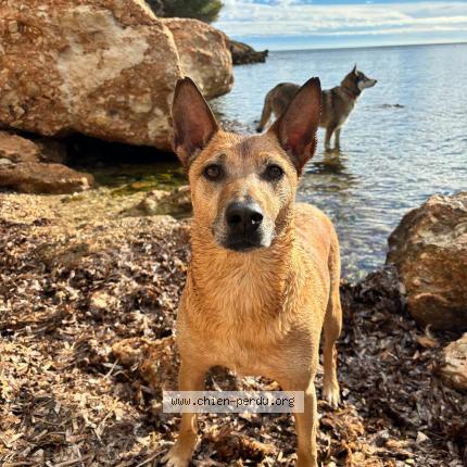 Photo 1/1 PACHA Chien lost in Cros