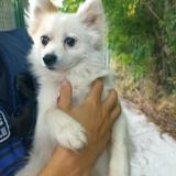 Picture of dog found at Sollies Pont