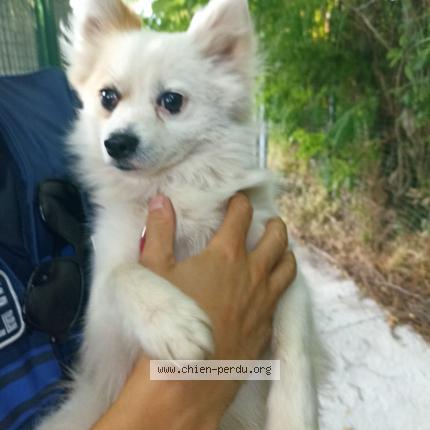 Photo 1/1 Dog reunited Found in Sollies pont