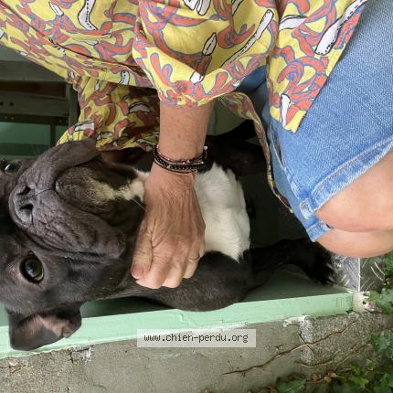 Foto 1/1 Cane ritrovato Trovato a Neuchatel