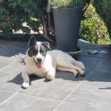 Picture of dog lost at Saint Etienne