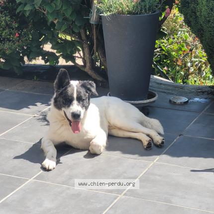 Photo 1/1 Shelby Chien lost in Saint etienne