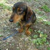 Picture of dog lost at Saint Andre De Najac