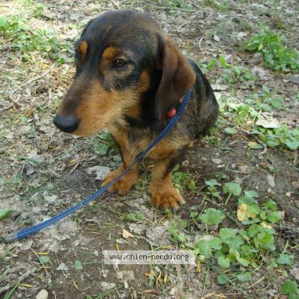 Photo 1/2 Jeep Chien lost in Saint andre de najac