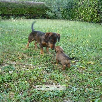 Photo 2/2 Jeep Chien lost in Saint andre de najac