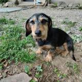 Picture of dog lost at Saint Andre De Najac