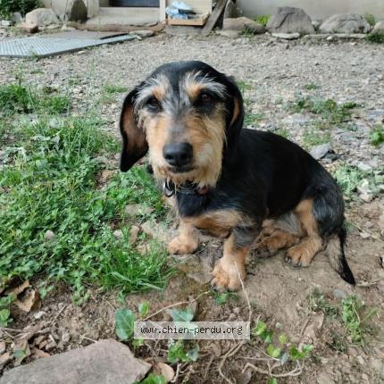 Photo 1/1 Laika Chien lost in Saint andre de najac