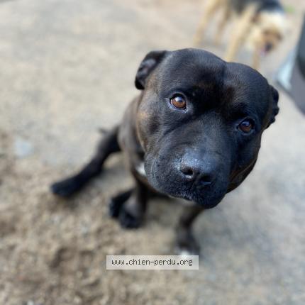 Photo 1/1 Taz Chien lost in Le barp