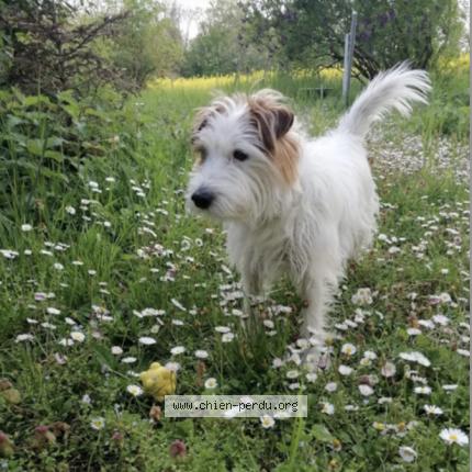 Foto 1/1 Léon Cane smarrito a Chene Bourg