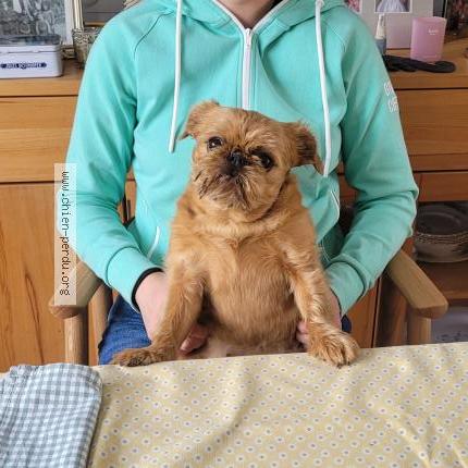 Foto van vermiste hond in Laeken