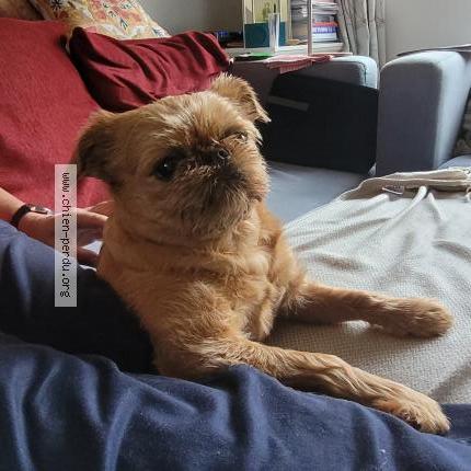 Foto 2/4 Hond teruggevonden Vermist in Laeken