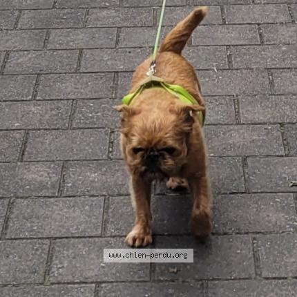 Foto 3/4 Hond teruggevonden Vermist in Laeken