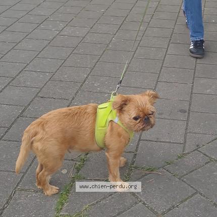 Foto 4/4 Hond teruggevonden Vermist in Laeken