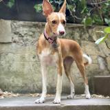 Picture of dog lost at Paris