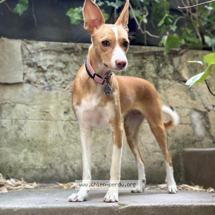 Photo 1/1 Tiki Chien lost in Paris