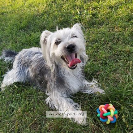 Photo 1/1 Nina VOLEE Chien lost in Tignieu jameyzieu