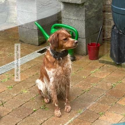 Foto van gevonden hond in Sart Dames Avelines