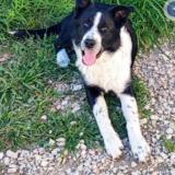 Picture of dog lost at Gageron