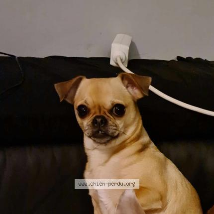 Photo 1/1 Bella Chien lost in Quaregnon