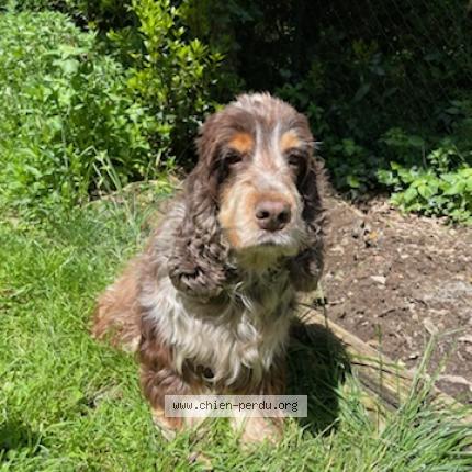 Photo 1/1 Lollie Chien lost in Trith saint leger