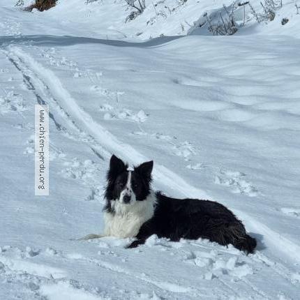 Photo 1/1 Raycoon Chien lost in Saint apollinaire
