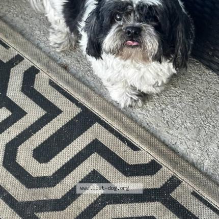 Photo 1/1 Reunited dog Lost in Lady Lake