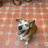 Picture of dog lost at Savines Le Lac